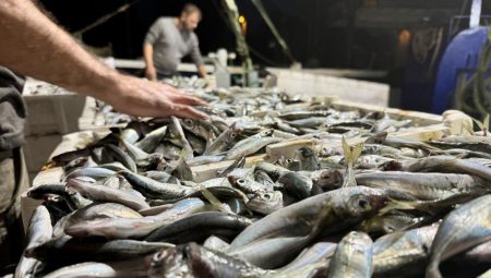 Balık Fiyatları Güncellendi: Hamsi, Palamut, Levrek ve Çipura Ne Kadar Oldu?